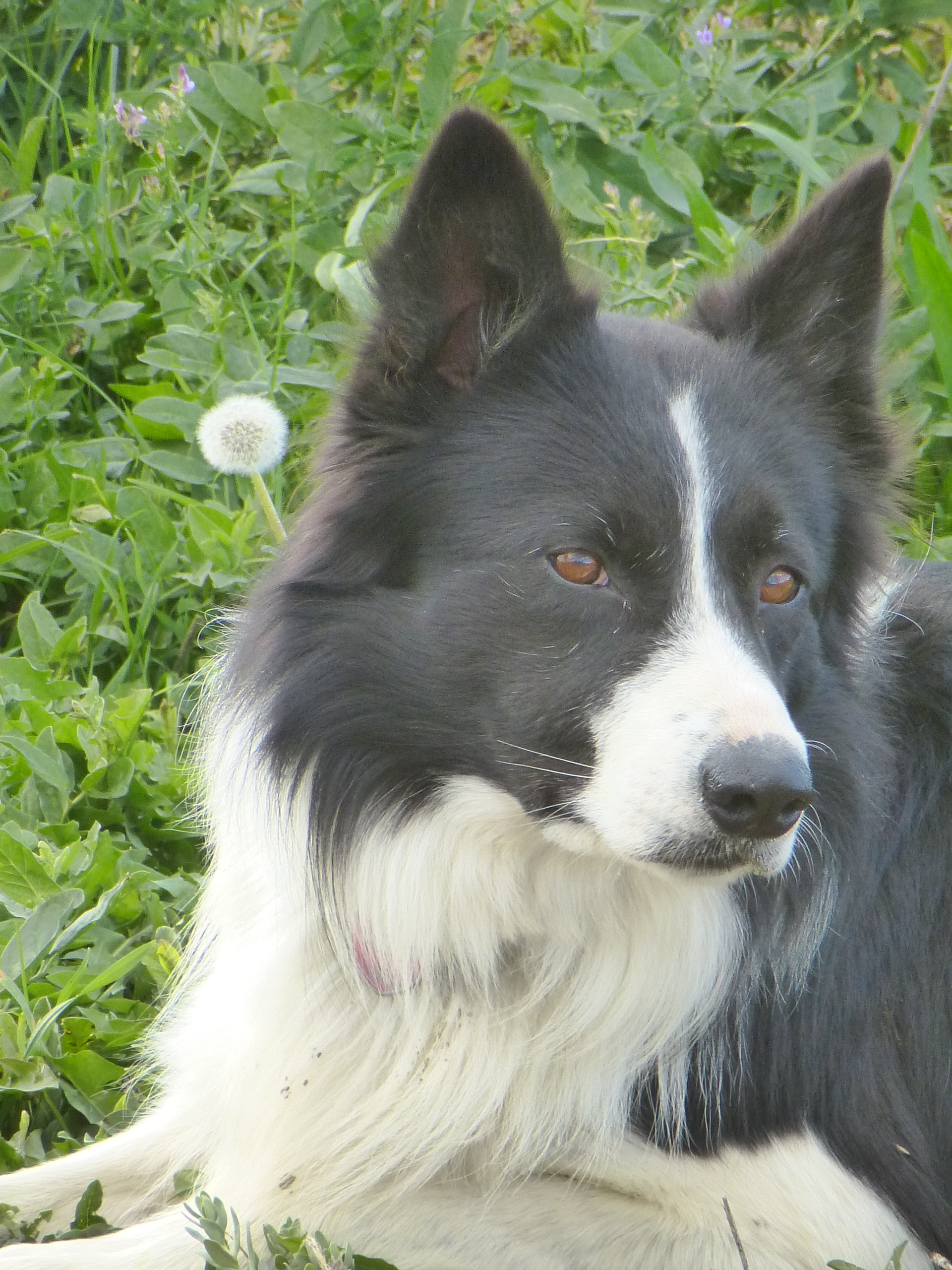 American Border Collie