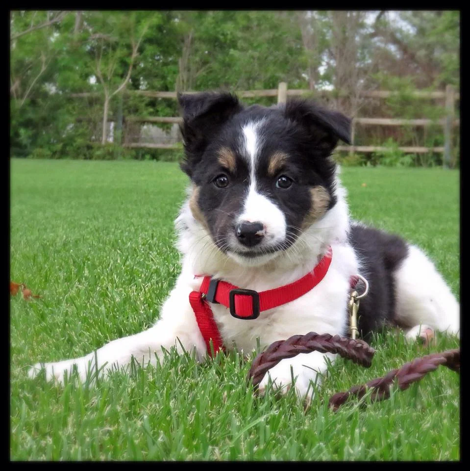 trained working border collies for sale