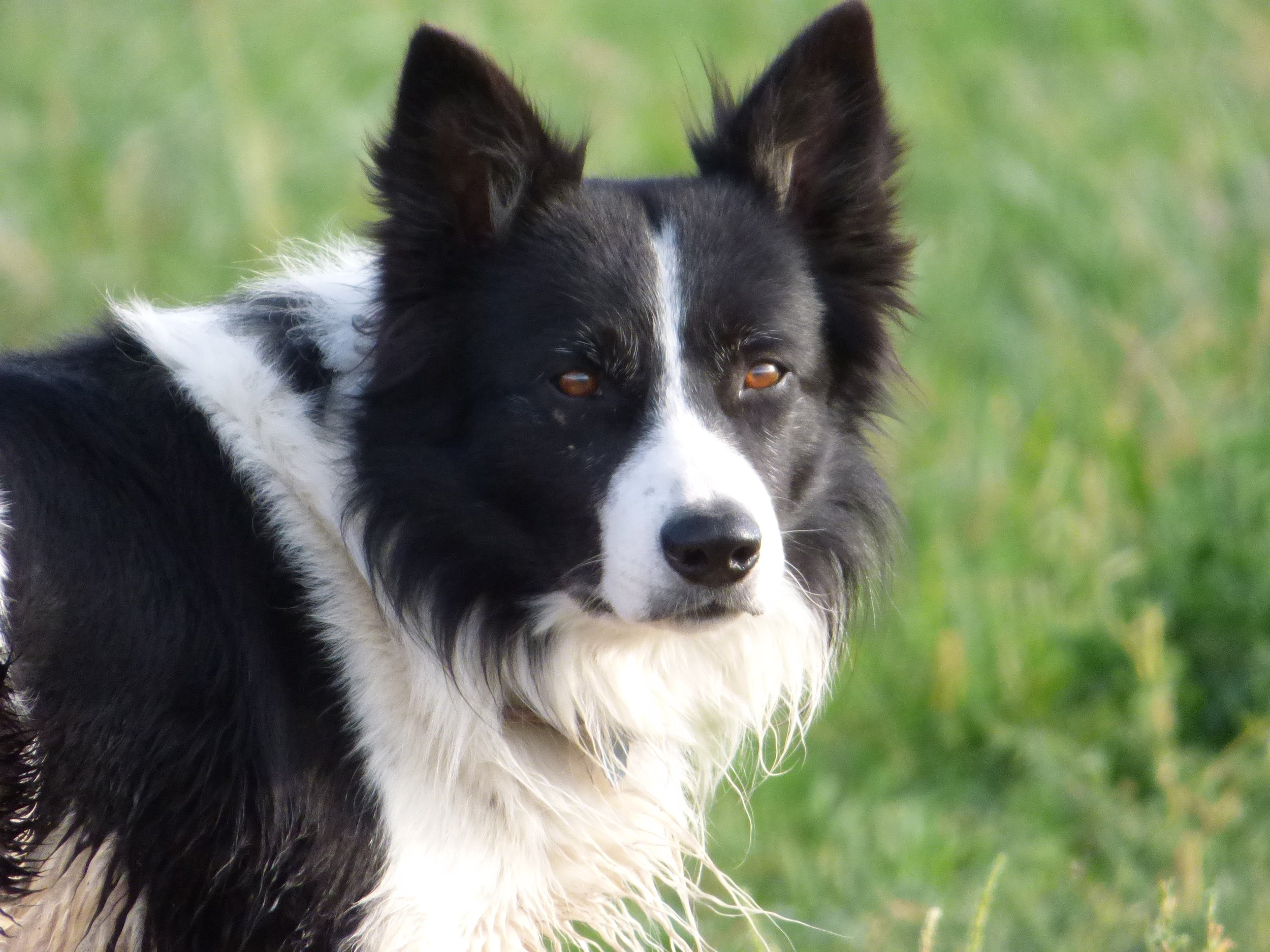 abca border collie puppies