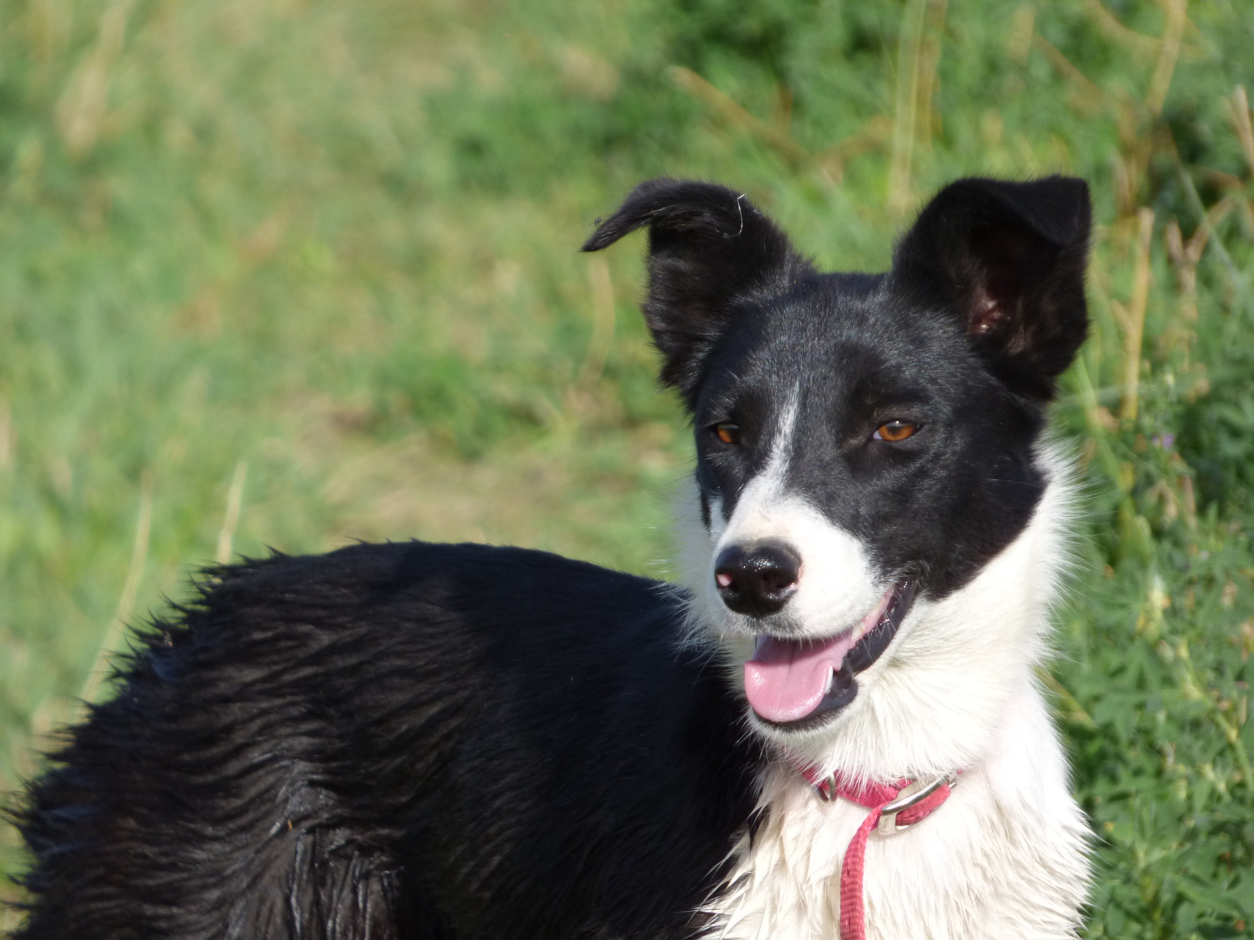 started border collies for sale