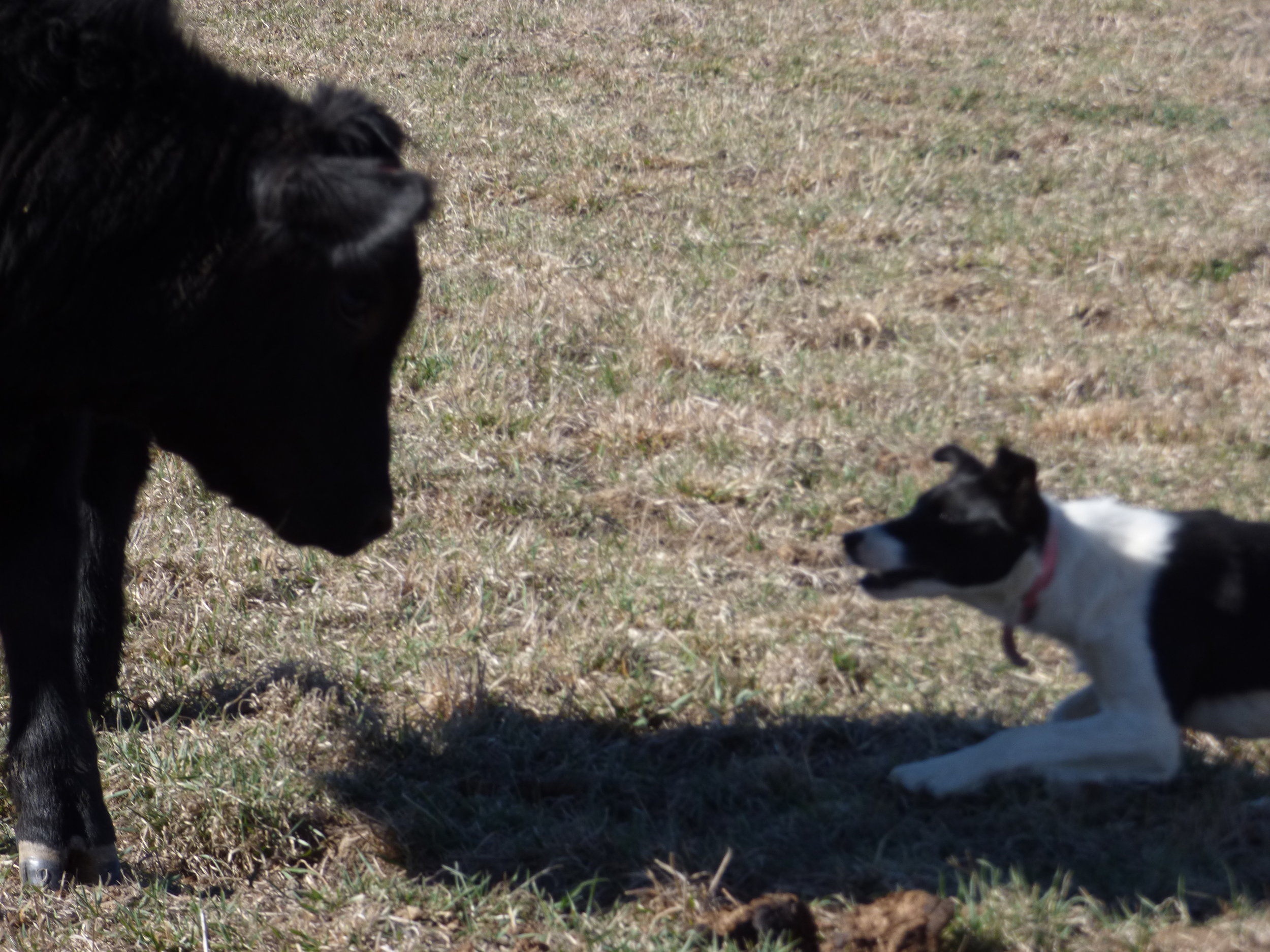 trained working cattle dogs for sale