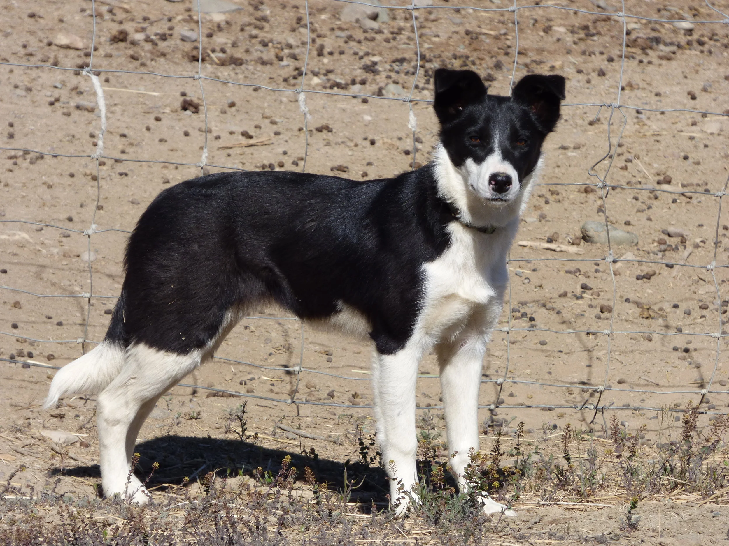 trained working border collies for sale