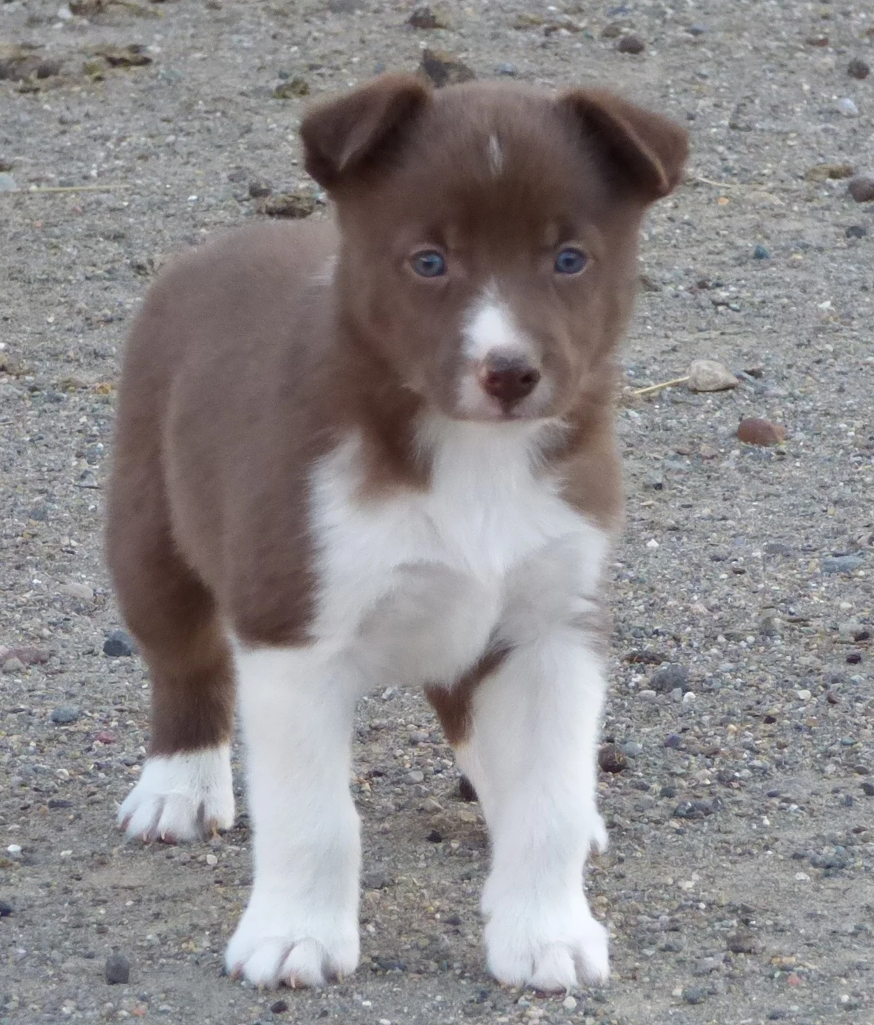 Working Border Collies For Sale