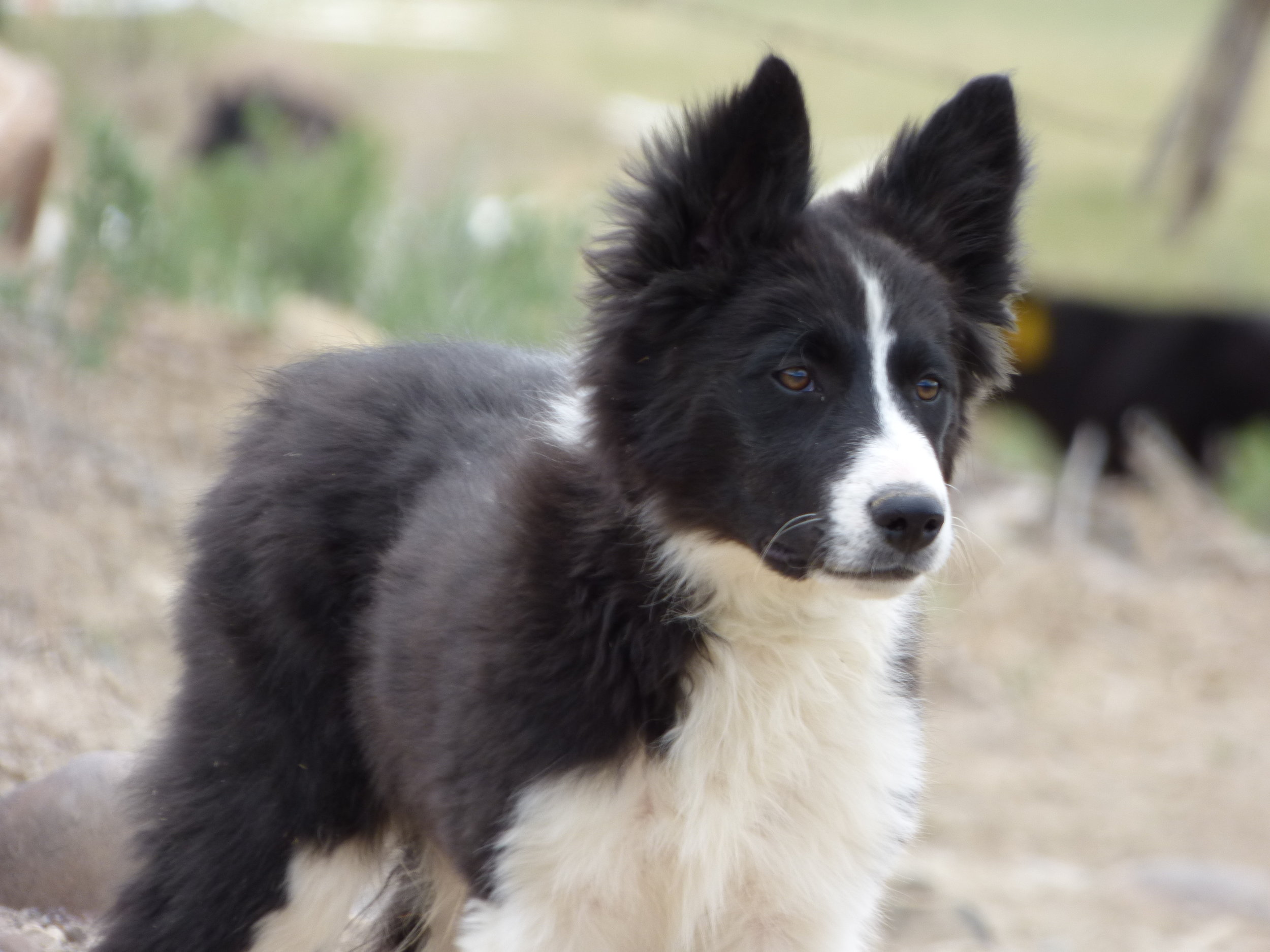 trained working border collies for sale