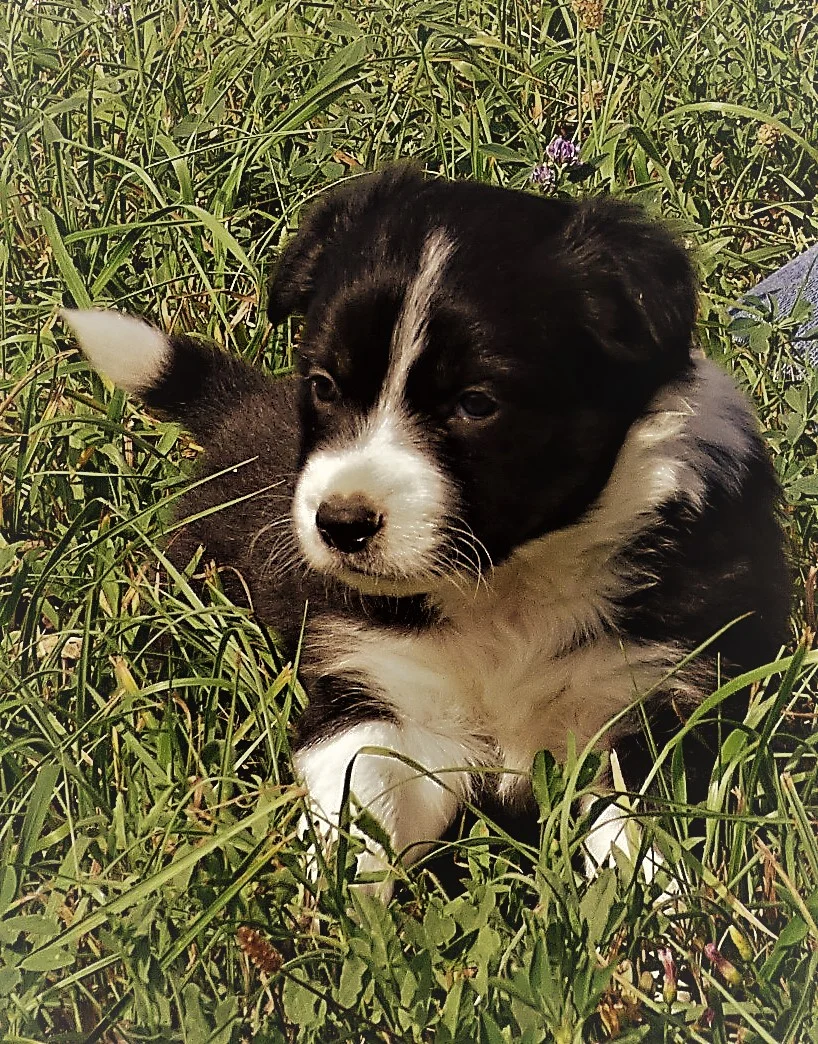 Working Border Collies For Sale