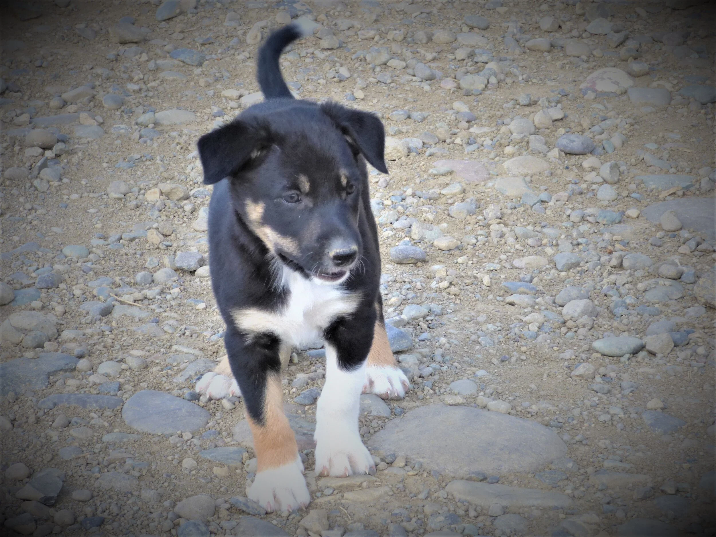 trained working border collies for sale