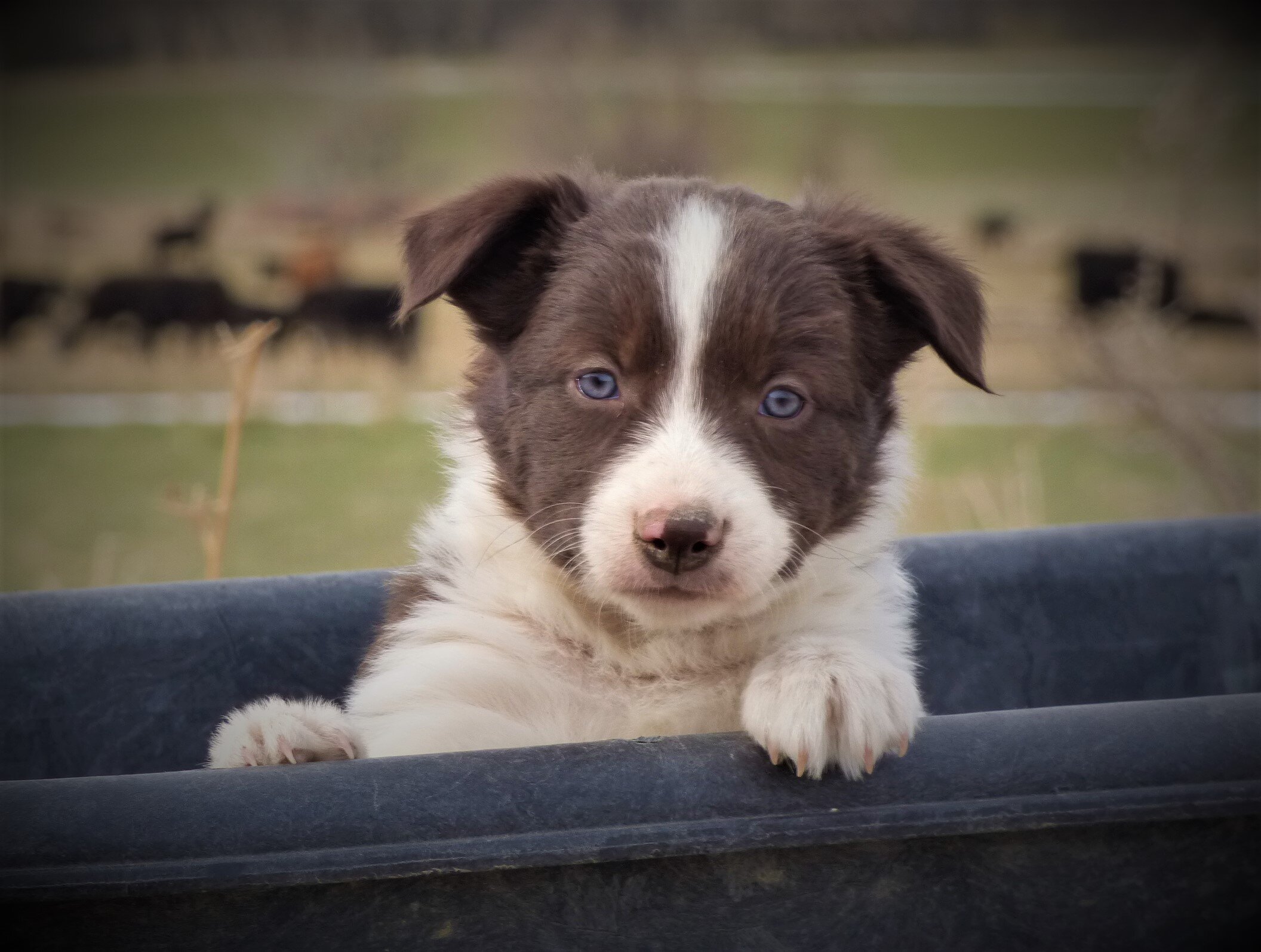 Working Border Collies For Sale