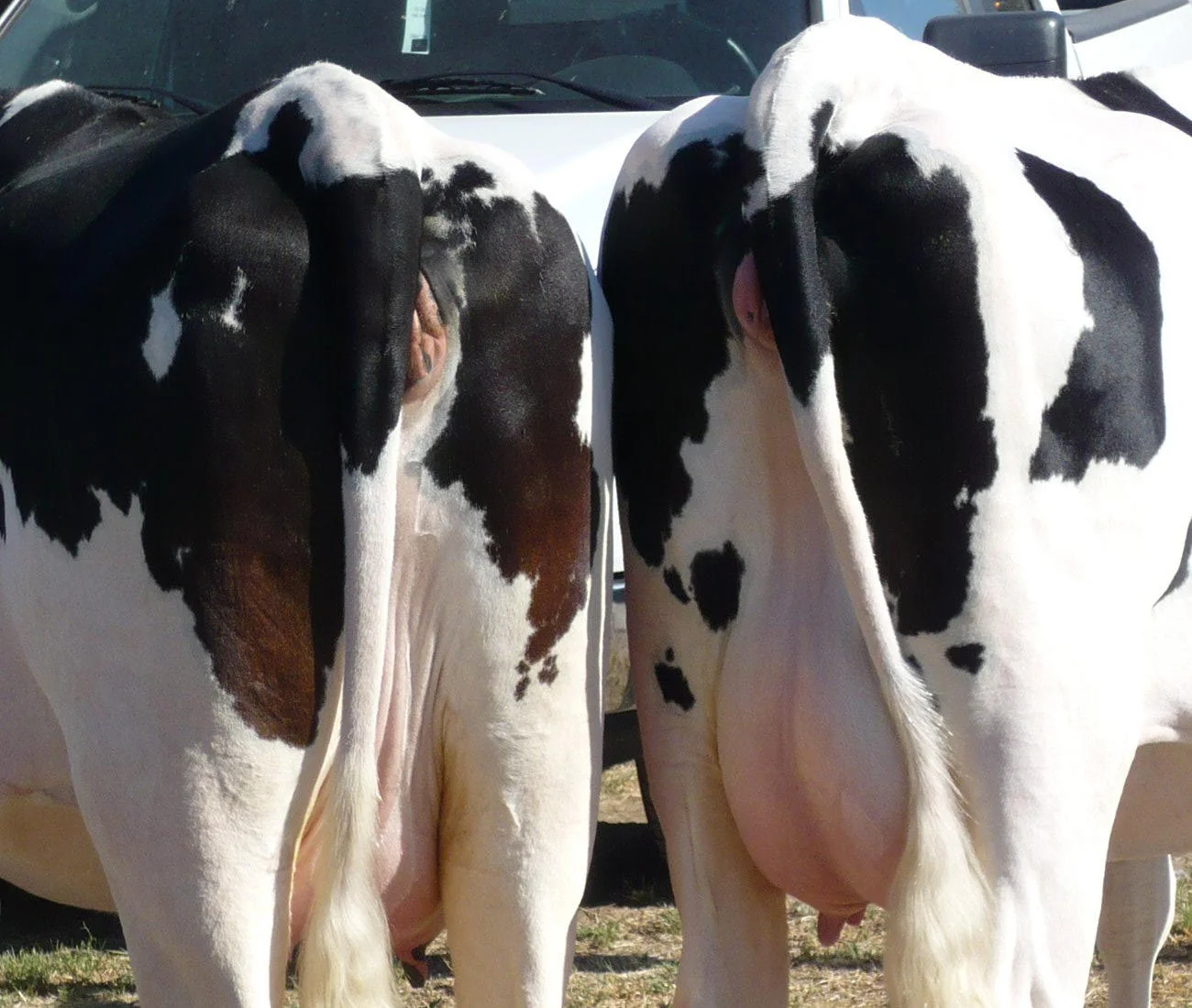 cowsbutt.jpg