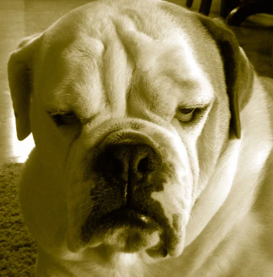Grumpy The Retired Dog.