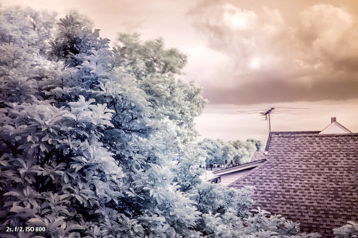 Though diffuse, the color shift is visible even at f/2. (Saturation pushed to 100% in Lightroom to help illustrate spots)