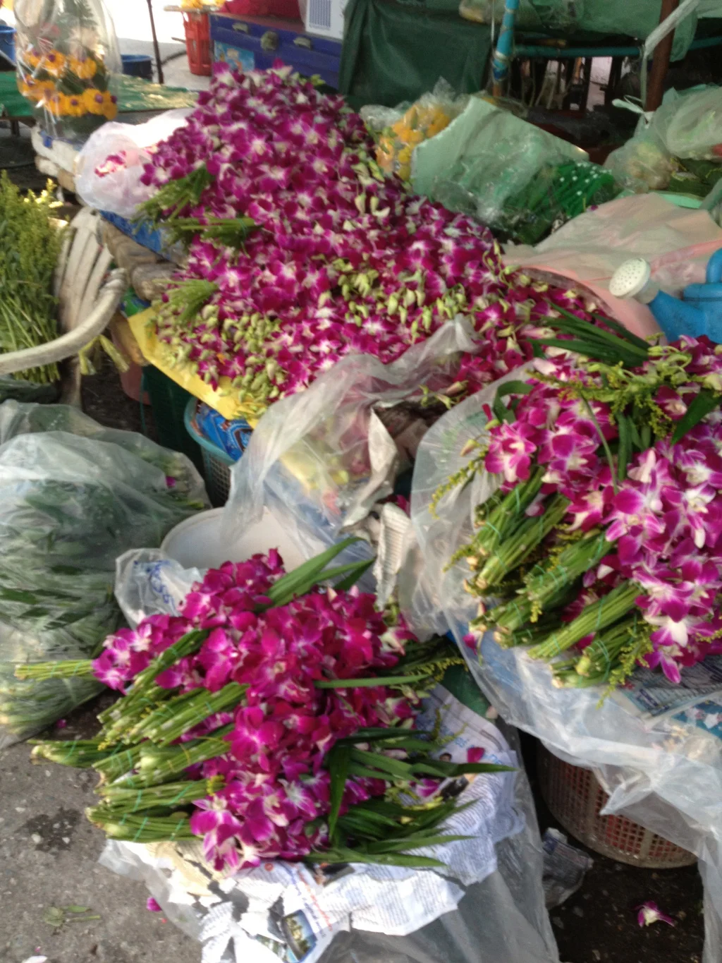 More varieties of orchids. How to decide?