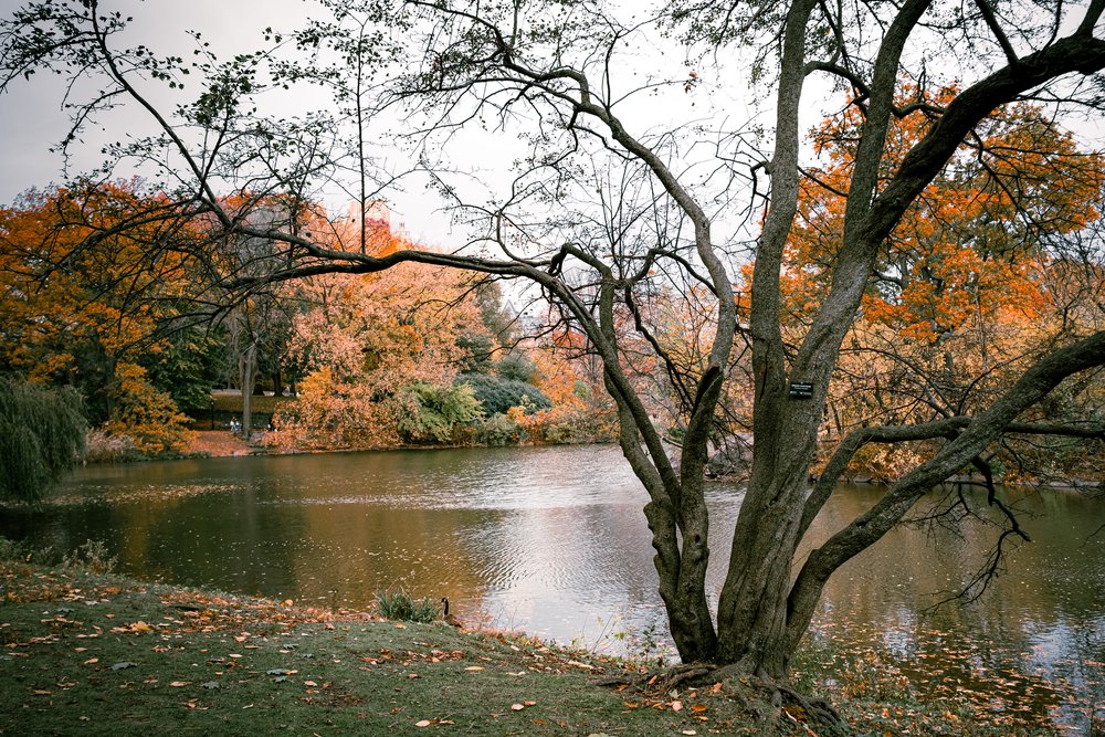 20211113 - Central Park in the Fall 0035.jpg