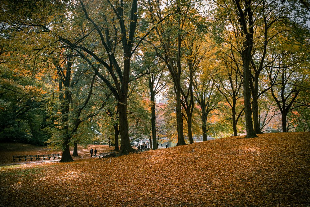 20211113 - Central Park in the Fall 0017.jpg