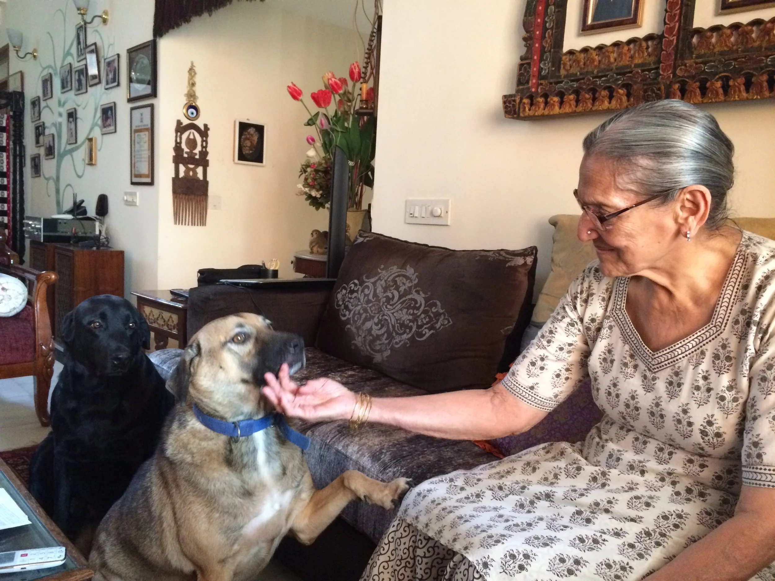 Hugo and Rufus - her dogs, Chandigarh - 2015
