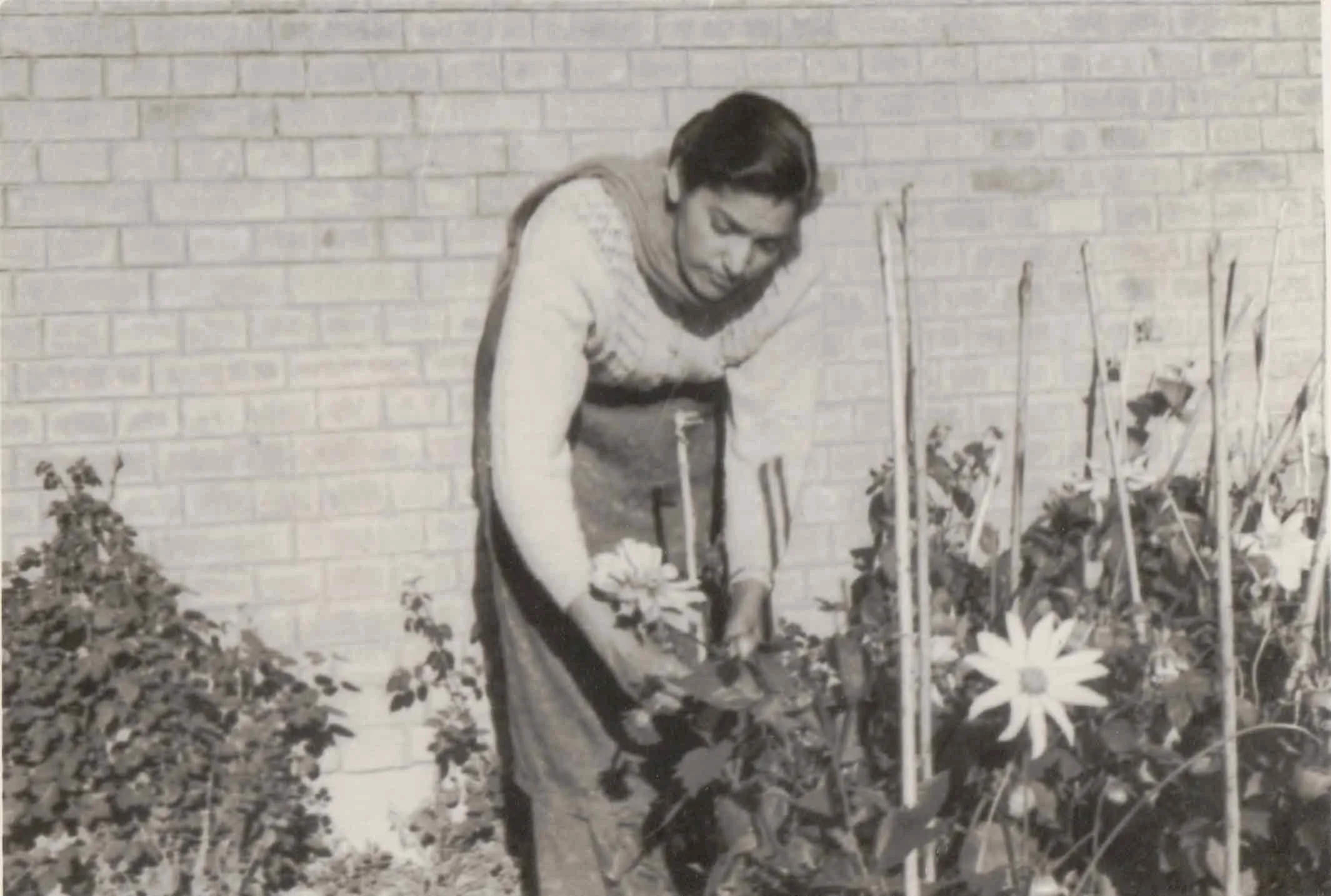 Gardening in Chandigarh - 1960s