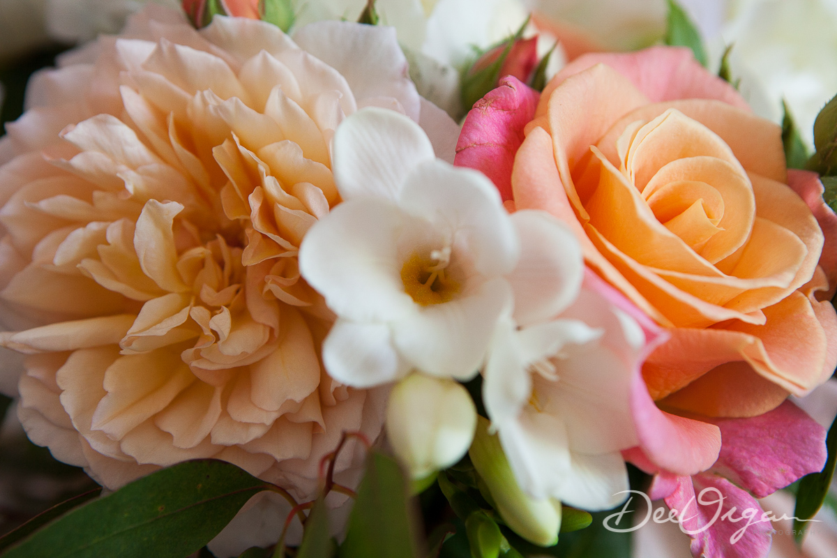 Dee Organ Photography-045-8806.jpg