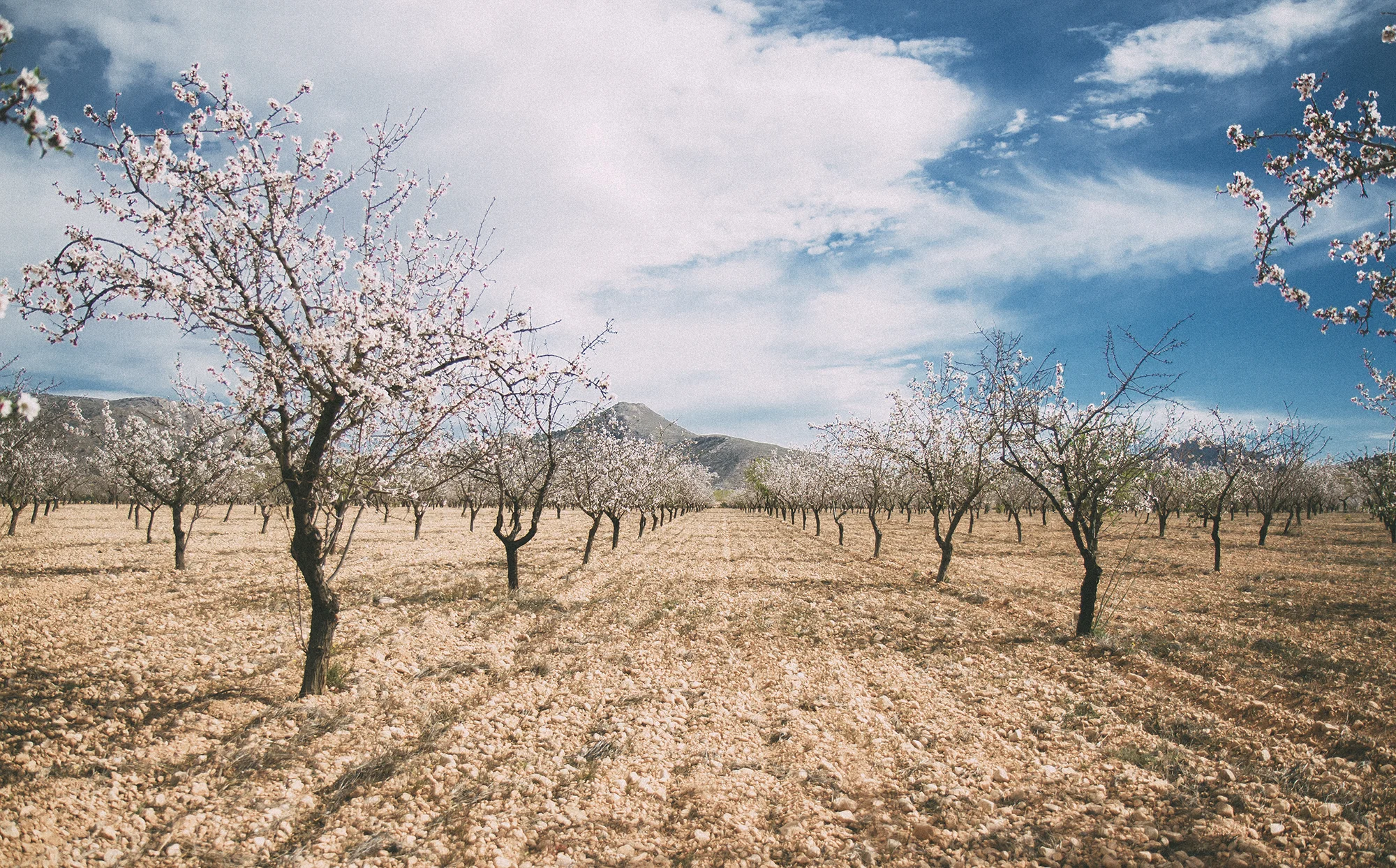 Organic Almond Orchards in Spain, 2016.