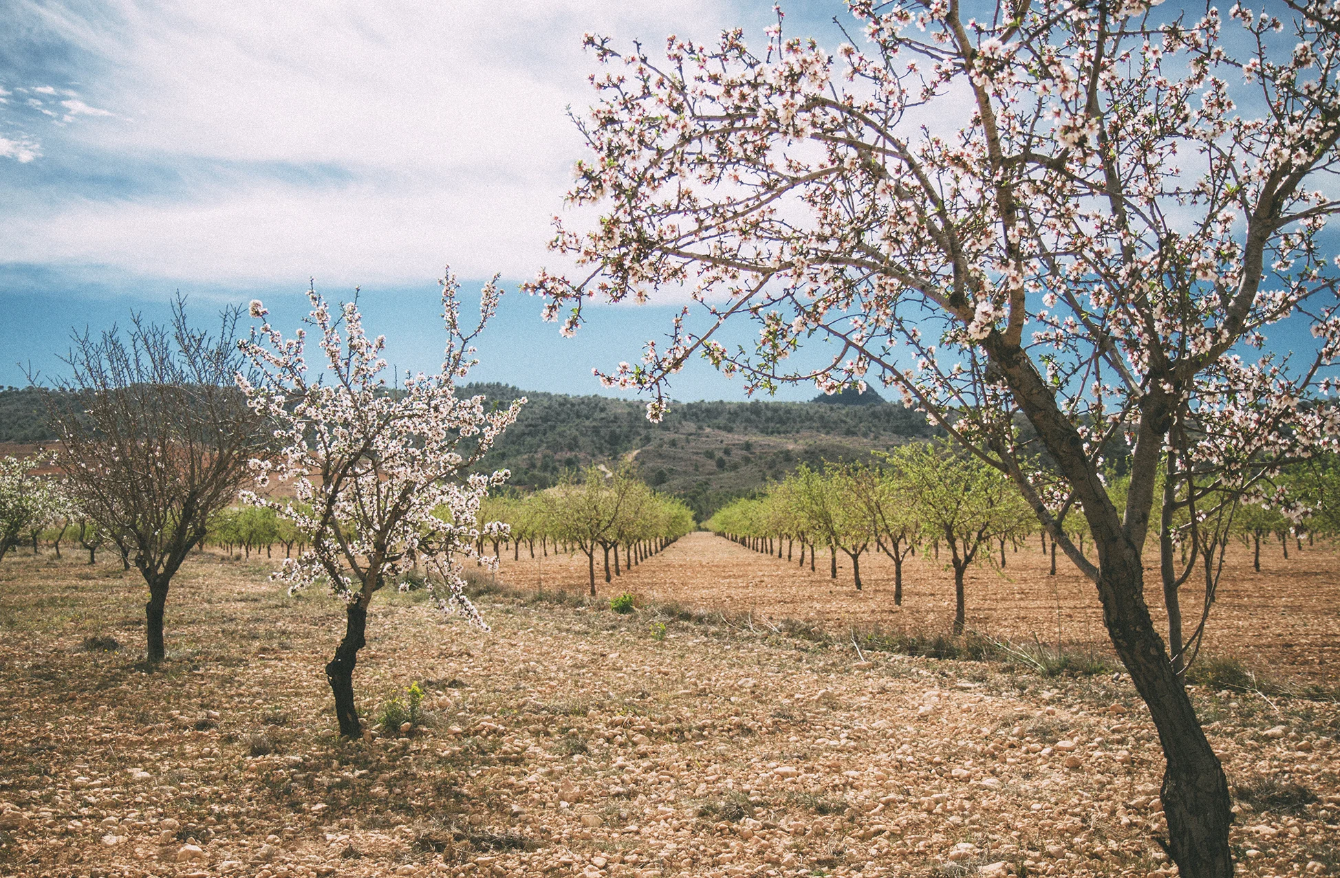 Divine Foods Organic Almonds