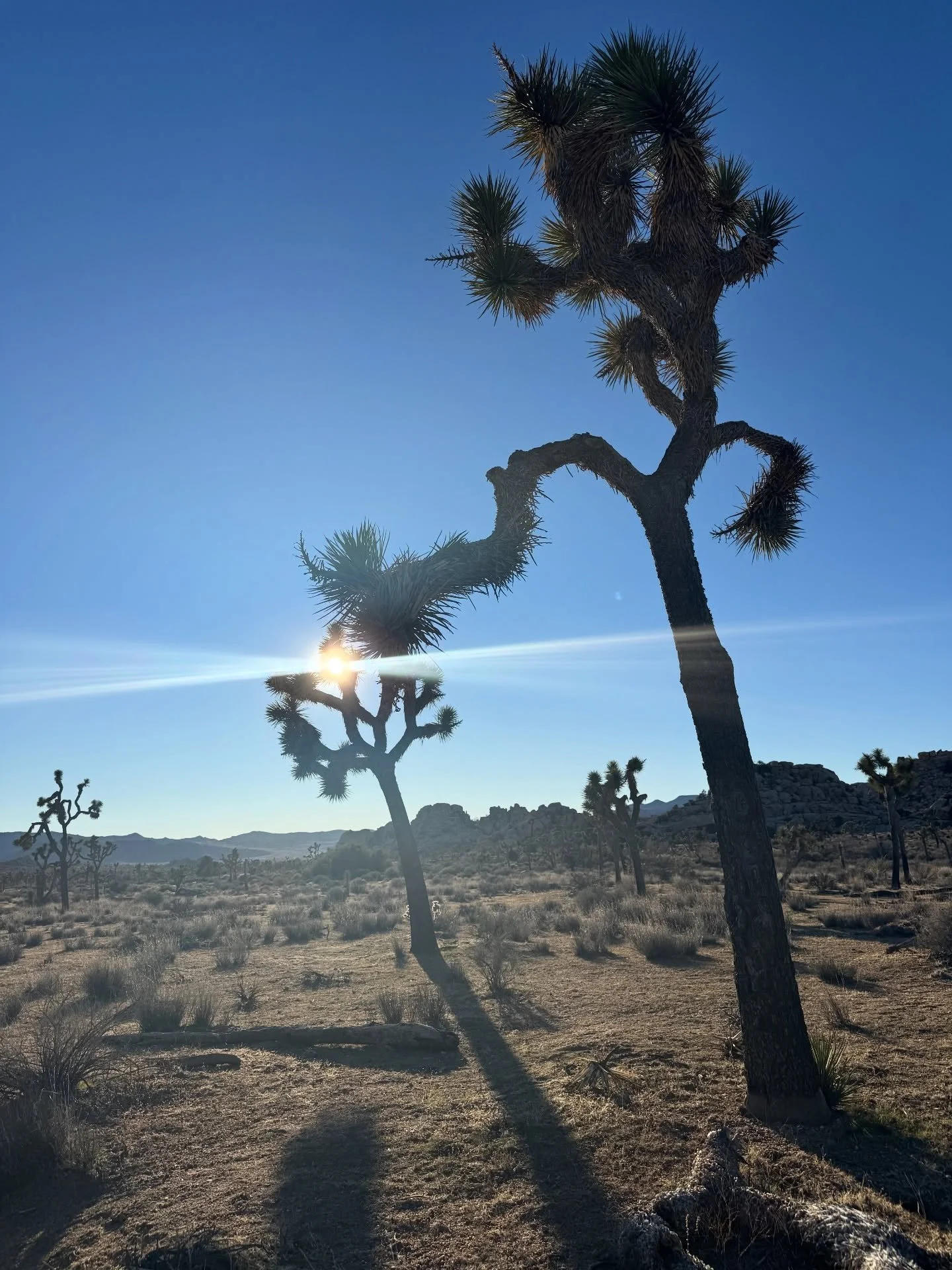 I&rsquo;ve been wanting to see Joshua Tree for a long time and I finally got to go last week. We only had a few days but we were able to squeeze a lot in. On top of seeing lots of Joshua trees (strangest trees ever!), we saw gorgeous sunrises and sun
