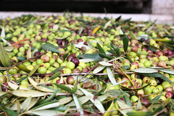 harvested olives.jpg