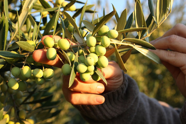 olive in hand.jpg