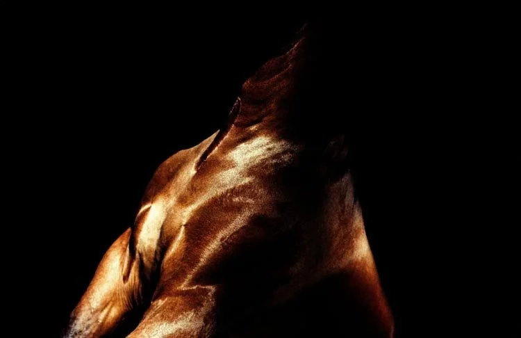 Close-up of a brown horse's neck and mane against a black background.