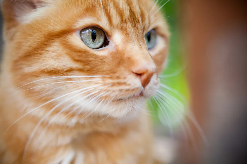Cat_Photography-11.jpg
