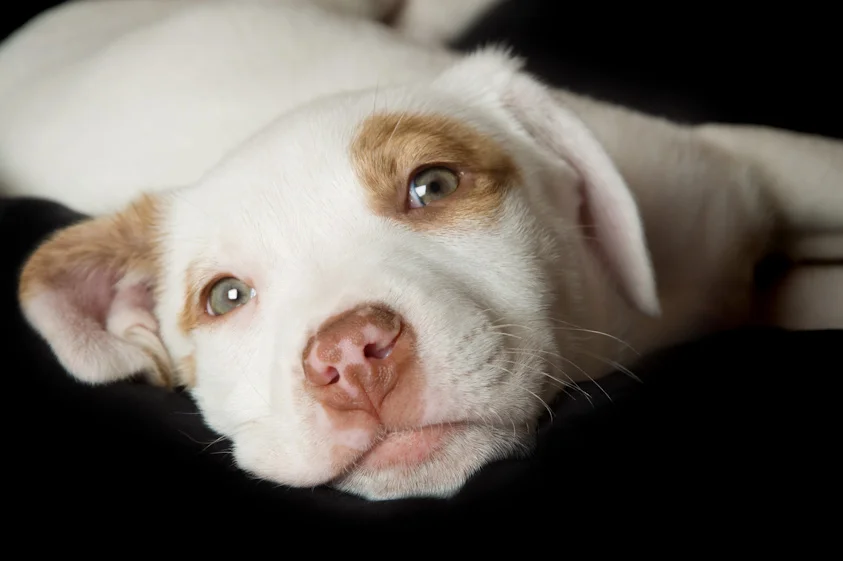 Dog_Photography_02.jpg