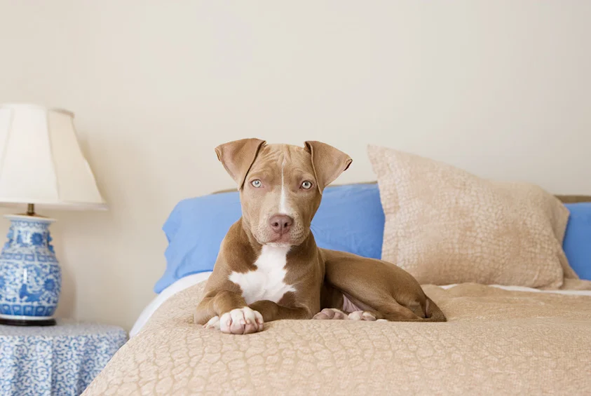 Dog_Photography_06.jpg