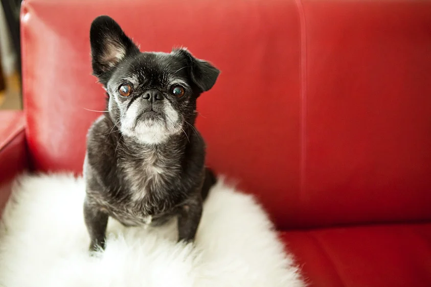Dog_Photography_13.jpg
