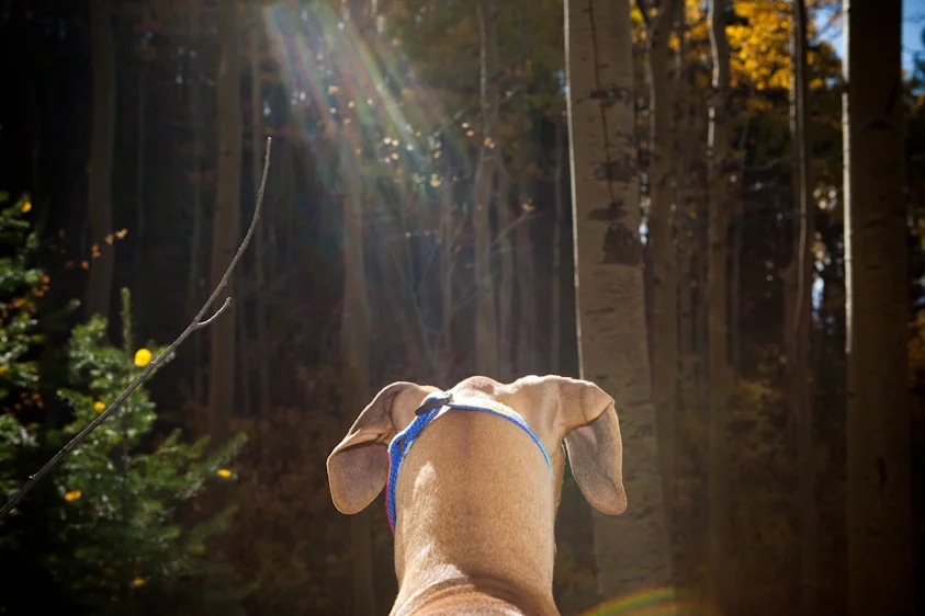 Dog_Photography_18.jpg