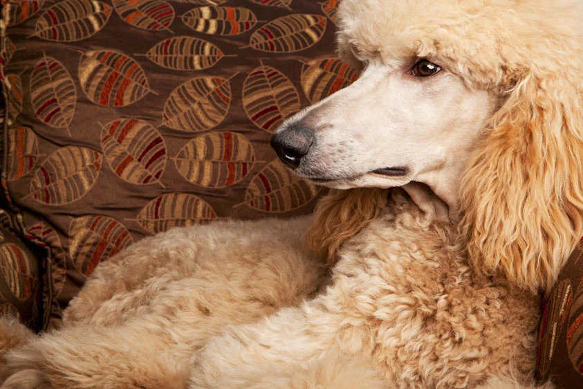 Dog_Photography_21.jpg