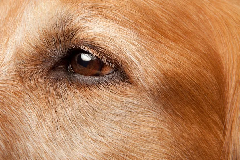 Dog_Photography_22.jpg