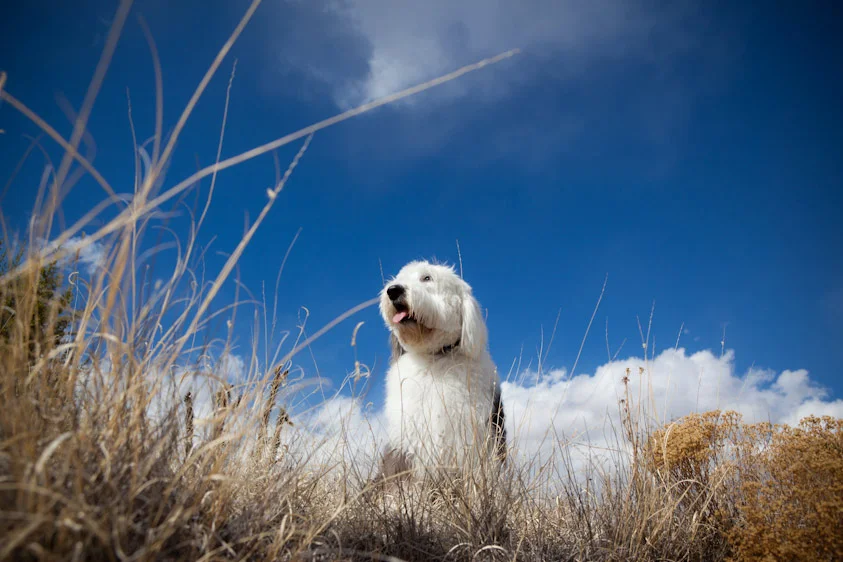 Dog_Photography_31.jpg