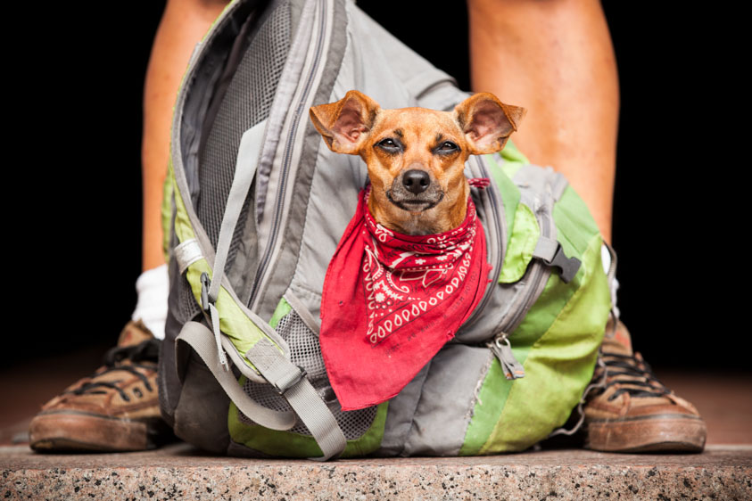 Lifelines Homeless and Pets-16.jpg