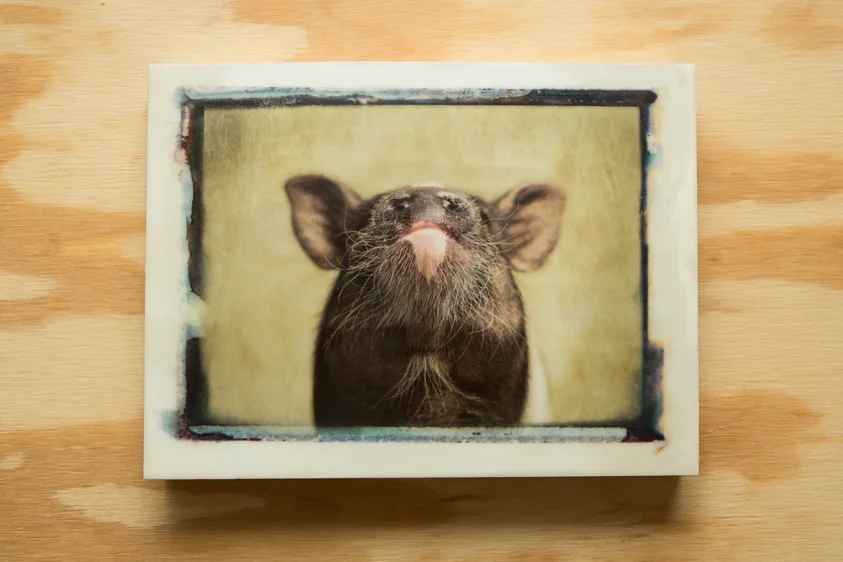 Pig#1-002-9x12-1.jpg