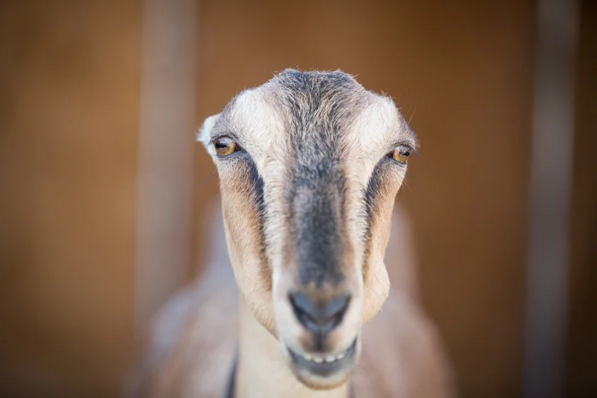 goat.jpg
