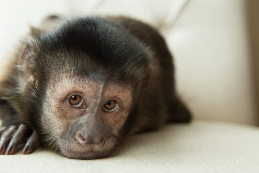 monkey2.jpg
