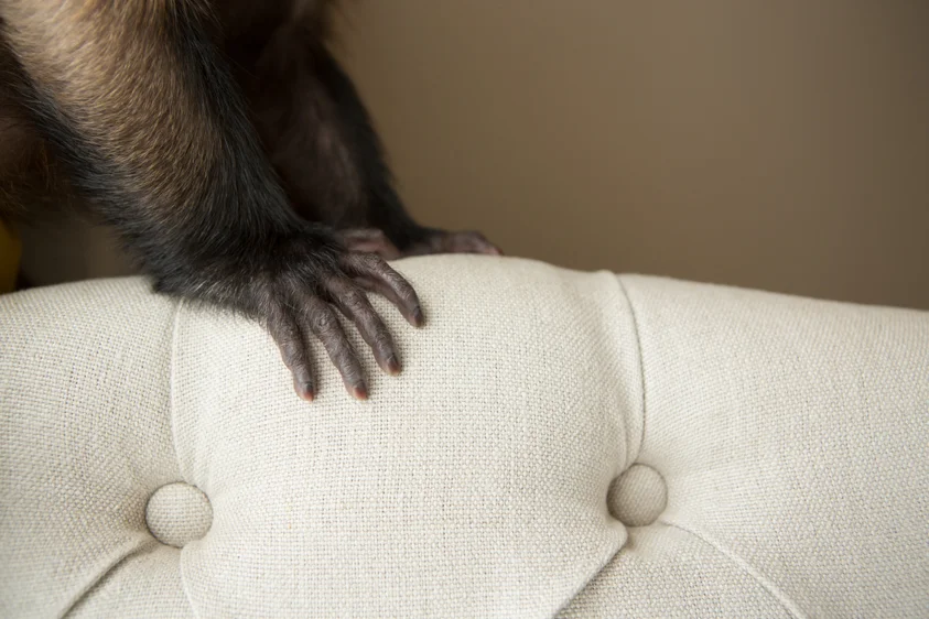 monkey1.jpg