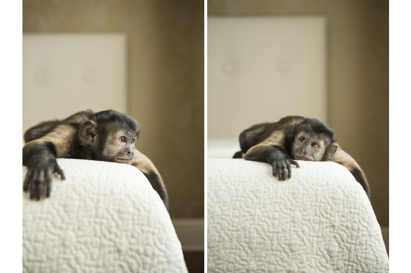 MonkeyDiptych.jpg