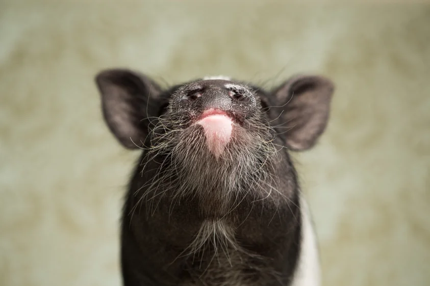pig3.jpg