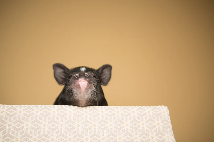 pig10.jpg