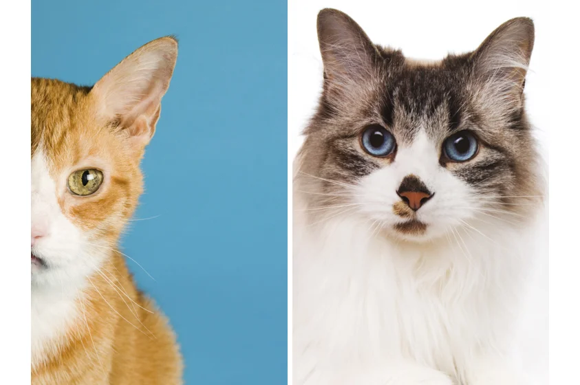 Cat Photography-2.jpg