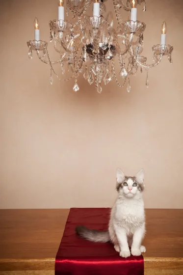 Cat Photography-9.jpg