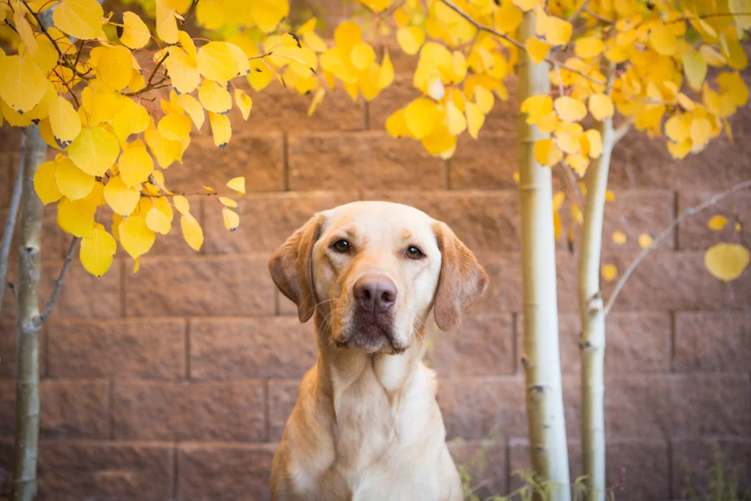 Dog Portraits-6.jpg