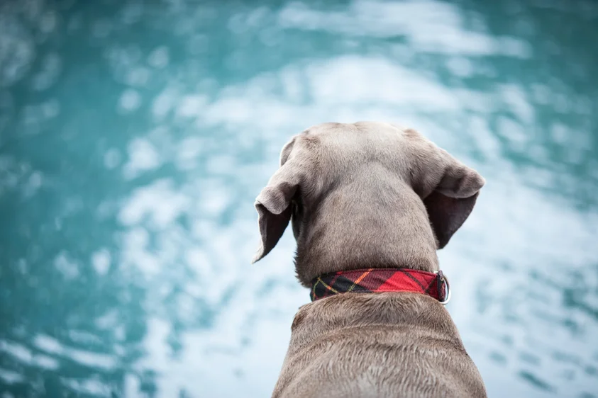 Dog Portraits-8.jpg