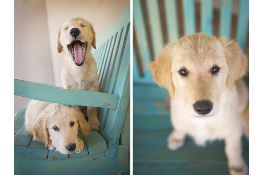 Dog Portraits-14.jpg