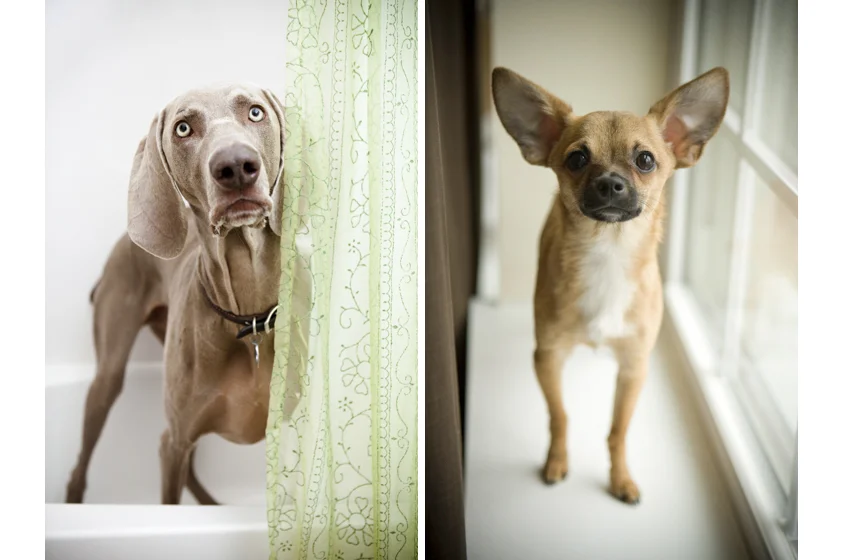 Dog Portraits-16.jpg