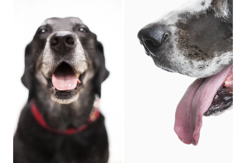 Dog Portraits-27.jpg