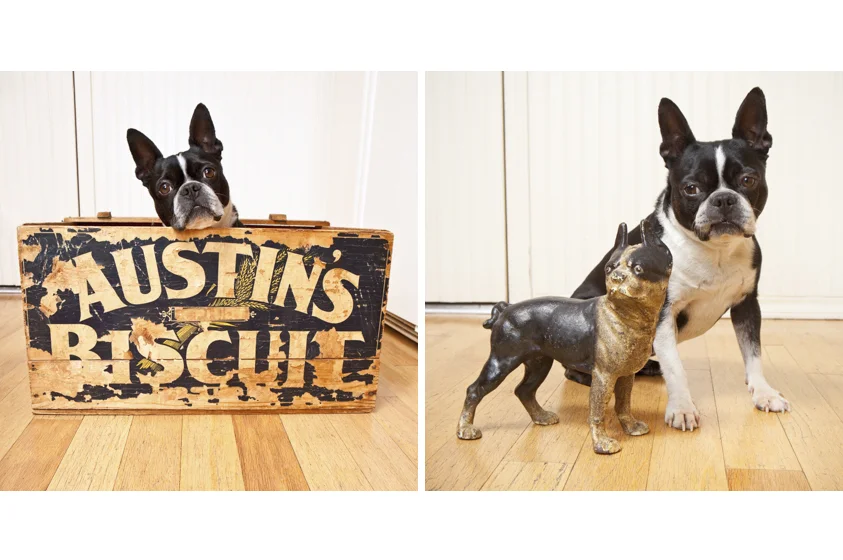 Dog Portraits-33.jpg